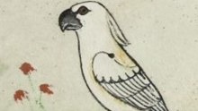 Cockatoo illustration in 13th century manuscript.